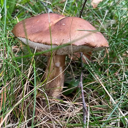 Goldregen - Mitten Im Wald, Ruhe Und Komfort, Holzofen Апартаменты Форбаш