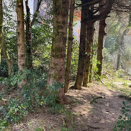 Goldregen - Wood-burning Stove, Forest&starry Sky * Forbach